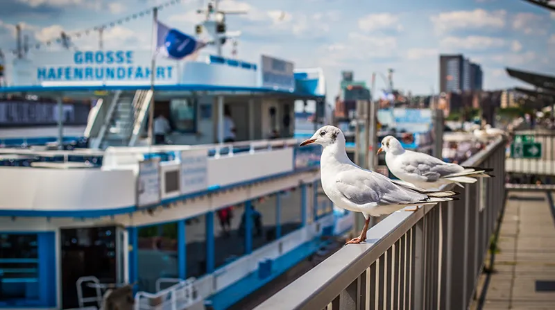 Zwei Möwen vor einem Ausflugsschiff im Hamburger Hafen