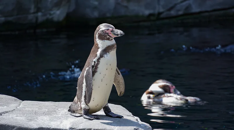 Pinguin auf einem Felsen am Wasser im Tierpark Hagenbeck