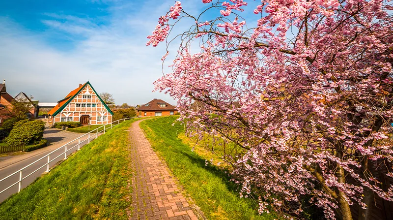 Blühender Baum und Fachwerkhäuser im Alten Land