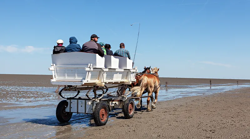 Pferdekutsche bei Ebbe im Wattenmeer vor Cuxhaven