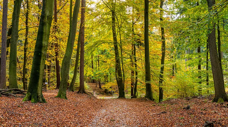Herbstlicher Waldweg in den Harburger Bergen
