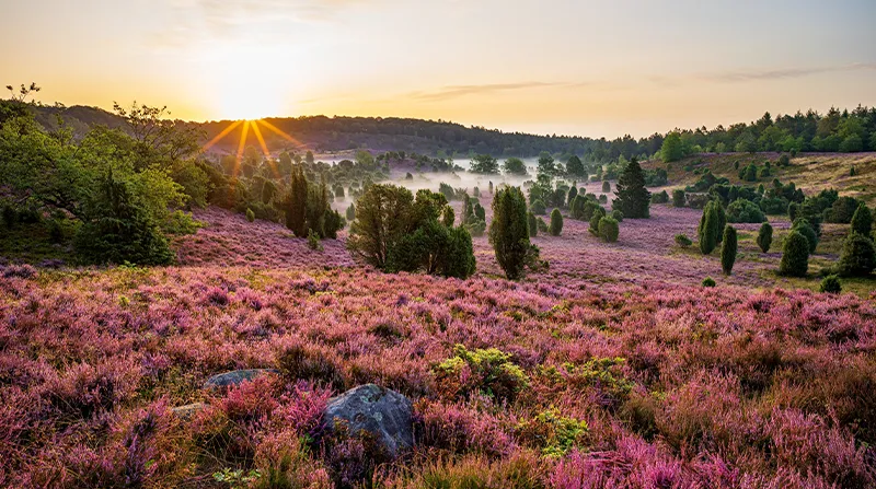 Blühende Lüneburger Heide mit Wacholderbüschen bei tief stehender Sonne